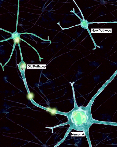 Your brain physically rewires itself.